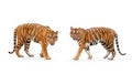 Collection, royal tiger P. t. corbetti isolated on white background clipping path included. The tiger is staring at its prey