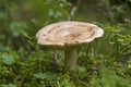 Russula amoenolens Royalty Free Stock Photo