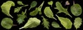 Collection of salad leaves isolated on black background Royalty Free Stock Photo