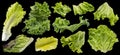 Collection of salad leaves isolated on black background Royalty Free Stock Photo