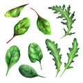 Collection salad leaves watercolor