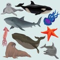 Collection of sea animals, marine fish and creatures walrus, squid, jellyfish, whale, killer, tortoise, seal, starfish Royalty Free Stock Photo