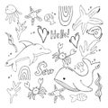 A collection sea doodles - sea creatures, fish, starfish, etc