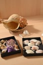 Collection of sea mollusks. Seashells on a wooden table Royalty Free Stock Photo