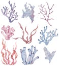 Collection of sea plants and aquatic marine seaweed. Watercolor illustration