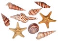 Collection of sea shells Royalty Free Stock Photo