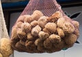 Collection of sea sponges hanging