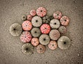 A collection of sea urchin shells on a sandy beach. Filtered image with black, white and reddish hues. Royalty Free Stock Photo