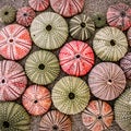 A collection of sea urchin shells on a sandy beach. Filtered image with black, white and reddish hues. Royalty Free Stock Photo