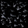 Collection of seagulls in flight. sea birds. Royalty Free Stock Photo