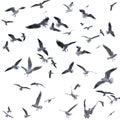 Collection of seagulls in flight. sea birds. Royalty Free Stock Photo