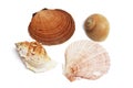 Collection of Seashells Royalty Free Stock Photo