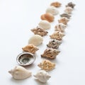 A collection of seashells is arranged in two parallel rows on a plain white background. The shells Royalty Free Stock Photo