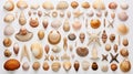 Photo of a beautifully arranged collection of seashells on a pristine white background created with Generative AI technology Royalty Free Stock Photo