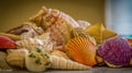 Seashell Collection Colorful Shells Ocean Treasures. Royalty Free Stock Photo
