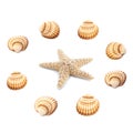 Collection of seashells isolated on white background. Full size Royalty Free Stock Photo