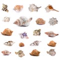 Collection of seashells isolated on white background. Full size Royalty Free Stock Photo