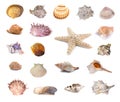 Collection of seashells isolated on white background. Full size Royalty Free Stock Photo