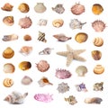 Collection of seashells isolated on white background. Full size Royalty Free Stock Photo