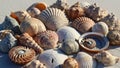 Diversity and beauty of shells commonly found on beaches often Royalty Free Stock Photo