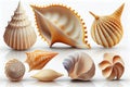 Collection of seashells and starfish isolated on white background Royalty Free Stock Photo