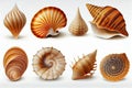 Collection of seashells and starfish isolated on white background Royalty Free Stock Photo