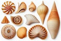 Collection of seashells and starfish isolated on white background Royalty Free Stock Photo