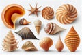 Collection of seashells and starfish isolated on white background Royalty Free Stock Photo