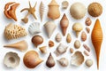 Collection of seashells and starfish isolated on white background Royalty Free Stock Photo