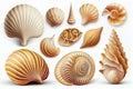 Collection of seashells and starfish isolated on white background Royalty Free Stock Photo