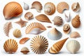 Collection of seashells and starfish isolated on white background Royalty Free Stock Photo