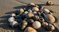 A collection of seashells on wet sand, featuring various shapes and colors, including spiral and Royalty Free Stock Photo