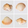 Collection of seashells  on white background. Full size Royalty Free Stock Photo