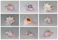 Collection of seashells  on white background. Full size Royalty Free Stock Photo