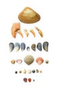 Collection of seashells on white Royalty Free Stock Photo