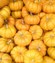 A collection of seasonal Fall orange Mini Pumpkins