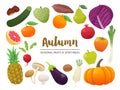 Collection of seasonal fruits and vegetables. Autumn time collection. Vector EPS10 illustration. Royalty Free Stock Photo