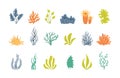 Collection of seaweeds. Royalty Free Stock Photo