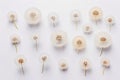A collection of separated Dandelion blowballs isolated on a white background Royalty Free Stock Photo