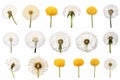 A collection of separated Dandelion blowballs isolated on a white background Royalty Free Stock Photo