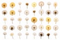 A collection of separated Dandelion blowballs isolated on a white background Royalty Free Stock Photo