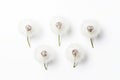 A collection of separated Dandelion blowballs isolated on a white background Royalty Free Stock Photo