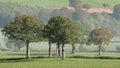 A collection of sessile oak trees in a field
