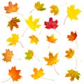 Collection set of beautiful colourful autumn isolated leaves Royalty Free Stock Photo