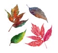 Collection set of beautiful colourful autumn leaves isolated on white background Royalty Free Stock Photo