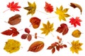 Set of beautiful autumn leaves isolated on white background