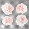 Collection or set of beautiful cream pink roses isolated on transparent background. Flowering open heads of roses without leaves.