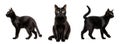 collection set of black cats. white background isolated. Halloween concept. yellow eyes. black fur. Royalty Free Stock Photo