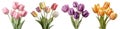 Collection bunch bouquet pink purple orange stalk of tulip tulips flower floral with leaves arrangement on transparent cutout, PNG Royalty Free Stock Photo