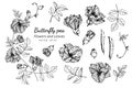 Collection Set Of Butterfly Pea Flower And Leaves Drawing Illustration